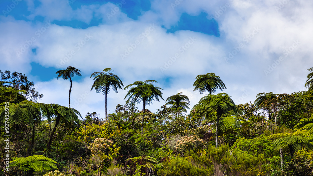 Fototapeta premium Fougères arborescente de La Réunion