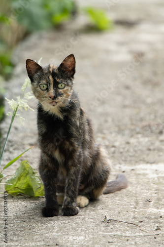 cat on the grass