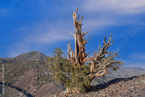 Landscape of a bristlecone pine (Pinus longaeva), our planet's oldest living organism, White Mountains, California, USA