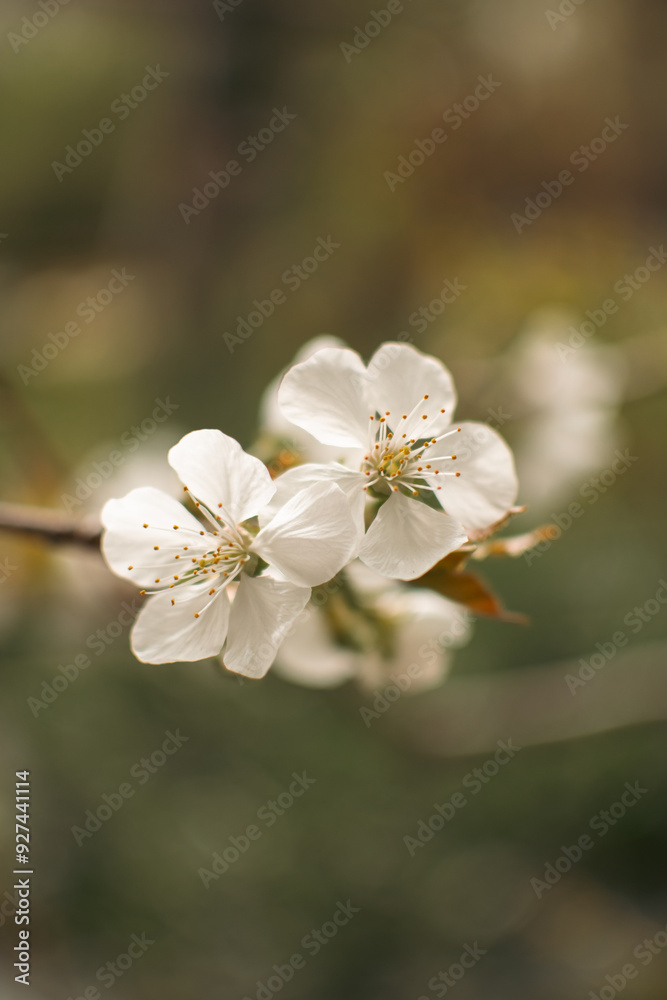 Obraz premium cherry blossom 