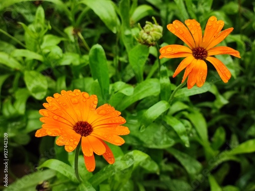 calendula closeup, orange flowers in summer