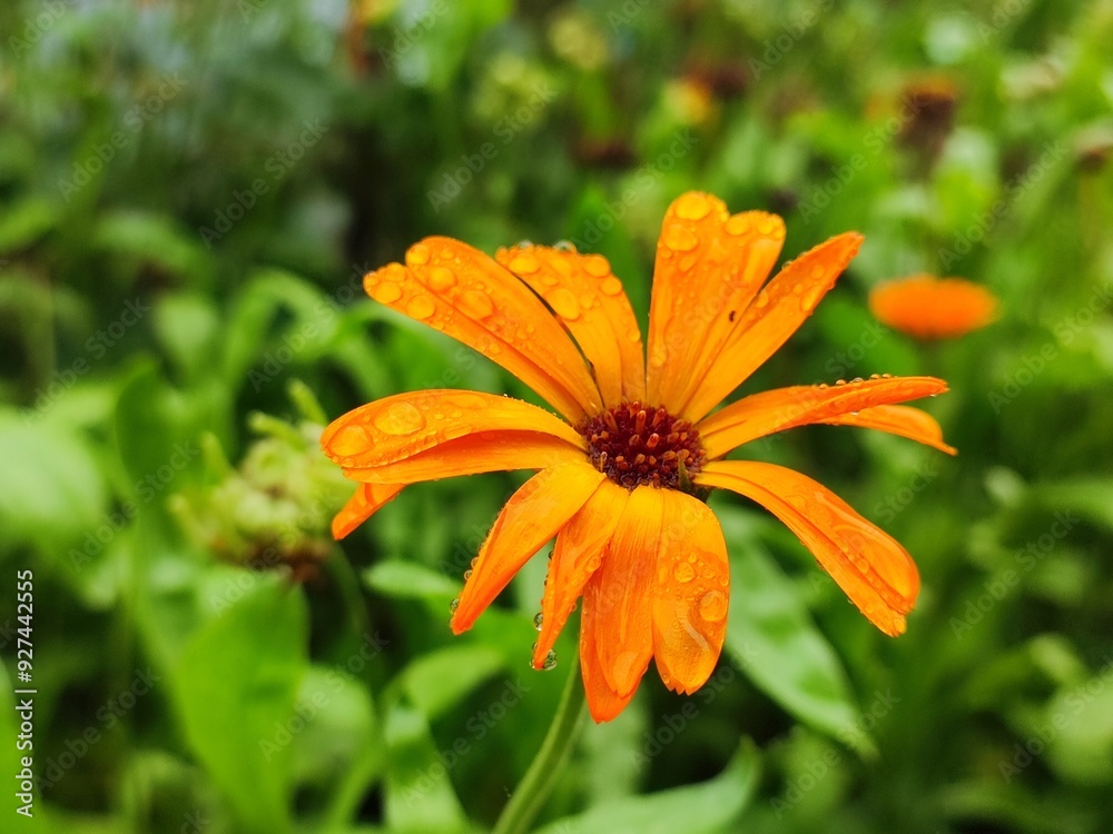 calendula closeup, orange flower in summer calendula closeup, orange flower in summer