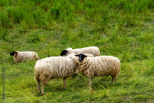 Hausschaf (ovis gmelini aries), Schafherde auf einer Weide an der Oder zwischen Polen und Deutschland, Brandenburg, Deutschland