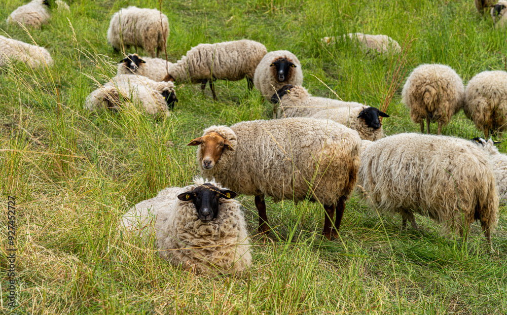 Obraz premium Hausschaf (ovis gmelini aries), Schafherde auf einer Weide an der Oder zwischen Polen und Deutschland, Brandenburg, Deutschland