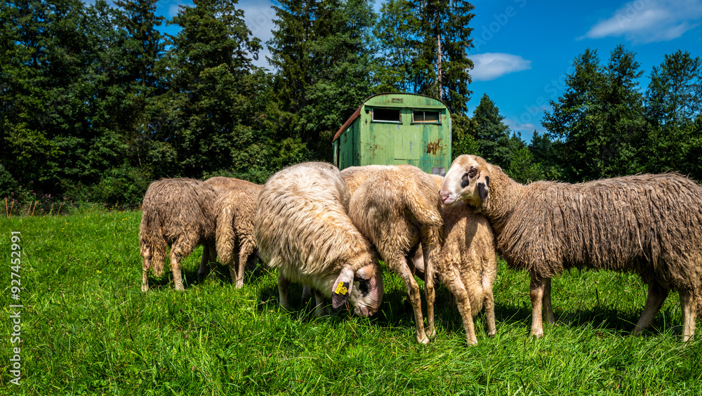 Hausschaf (ovis gmelini aries), Schafherde auf einer Weide an der kleinen Sternwarte Königsdorf Rothmühle, Bayern, Deutschland