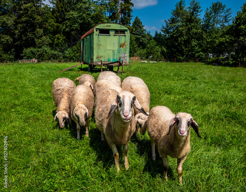 Hausschaf (ovis gmelini aries), Schafherde auf einer Weide an der kleinen Sternwarte Königsdorf Rothmühle, Bayern, Deutschland photo