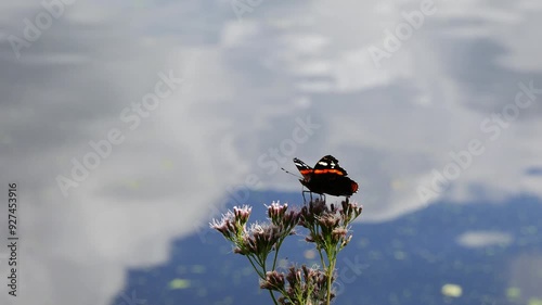 Vanessa atalanta on a pink flower against the background of reflection in a river of clouds photo