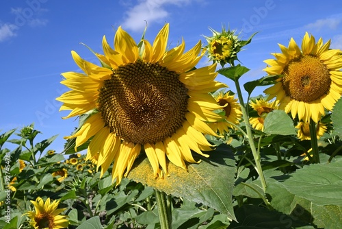 Fleurs de tournesols fleuris en été en gros plan photo