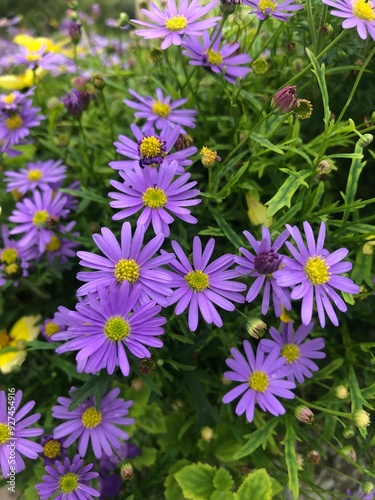 purple daisies with yellow centers