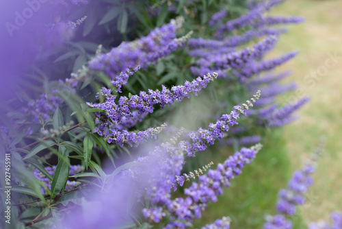 Foto Vitex agnus-castus,vitex, chaste tree,chastetree, chasteberry, Abraham's balm,li