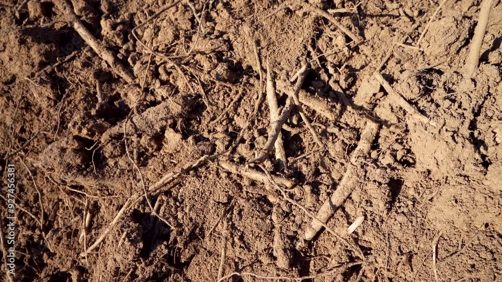 Soil background. Soil with roots in the ground, close-up. The earth inside. Erosion. Dried soil as result of drought and extreme heat. Dries, drought. Tree root in ground after excavation Soil background. Soil with roots in the ground, close-up. The earth inside. Erosion. Dried soil as result of drought and extreme heat. Dries, drought. Tree root in ground after excavation