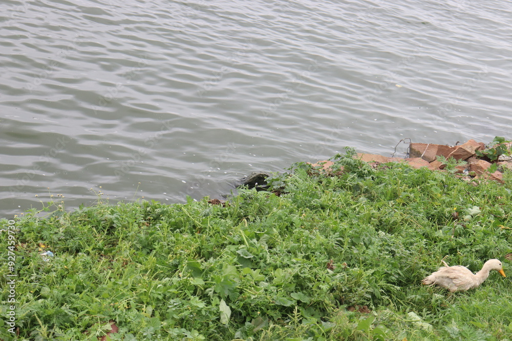 Landscape view of Nauka Vihar Lake or Ramgarh tal lake of Gorakhpur in a cloudy rainy weather Landscape view of Nauka Vihar Lake or Ramgarh tal lake of Gorakhpur in a cloudy rainy weather