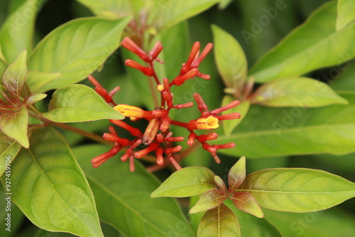 A closeup of red palicourea marcgravii flower buds with bright sunlight and green leaves photo