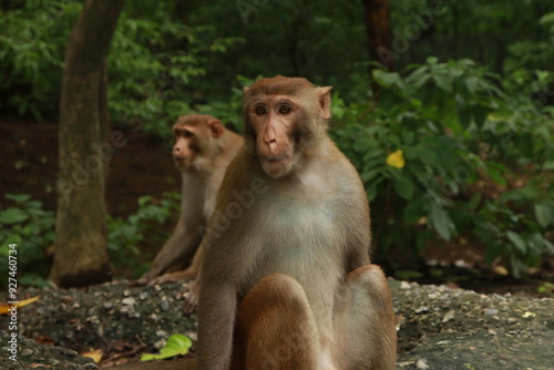An Adult Monkey And a Baby monkey sitting on the ground with a green jungle or forest in the background, ground with trash, In kushmi Jungle