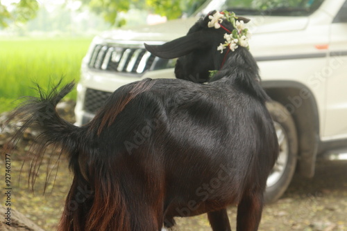 A Black and White Goat decorated by garland tika thread and oil for ritual of bali at Tarkulha Devi mandir or temple, ready for the sacrifice at temple , Gorakhpur photo