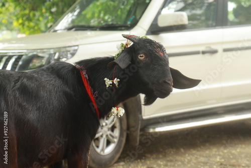 A Black and White Goat decorated by garland tika thread and oil for ritual of bali at Tarkulha Devi mandir or temple, ready for the sacrifice at temple , Gorakhpur photo