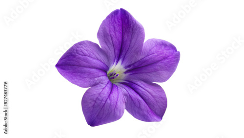 Browallia flower isolated on transparent background