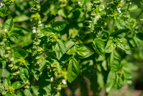 Thickets of green basil in natural growing conditions