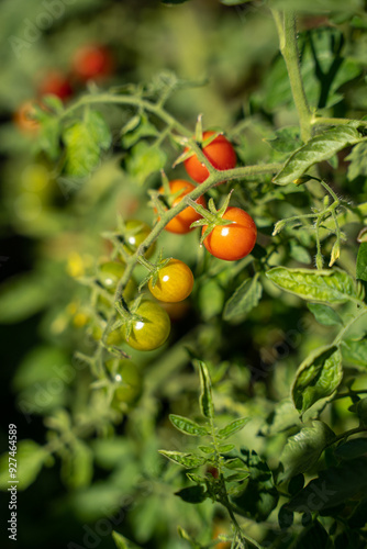 Cherry tomatoes on a branch in different stages of ripening