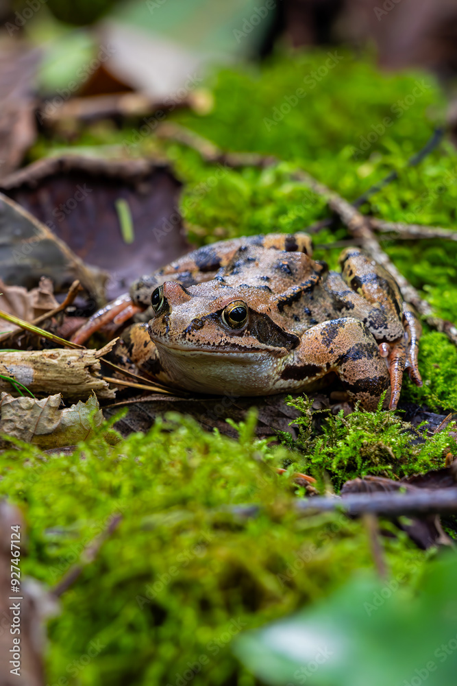 Fototapeta premium Fron in Wood