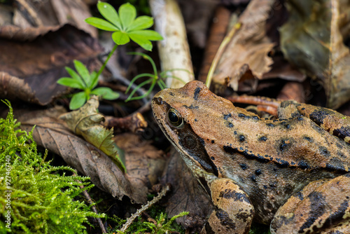 Frog in Wood