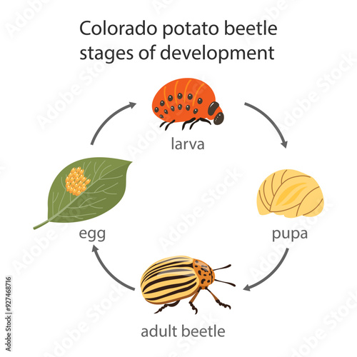 Colorado potato beetle insect development stages. Egg, larva, pupa, adult beetle. Zoological illustration in flat style