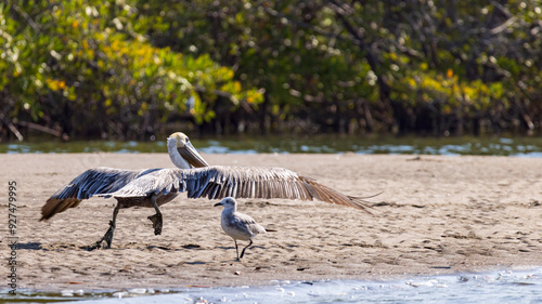 Brown pelican (Pelecanus occidentalis) starting his flght at beach in Las Penitas entrance to Juan Venado island nature reserve in Nicaragua Central America photo