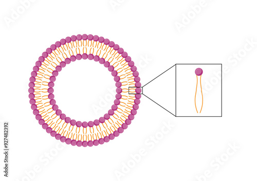 Liposome structure. Phospholipids, Drug encapsulation. Vector illustration.