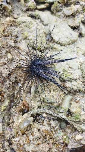 Sea urchin sea animal at low tide