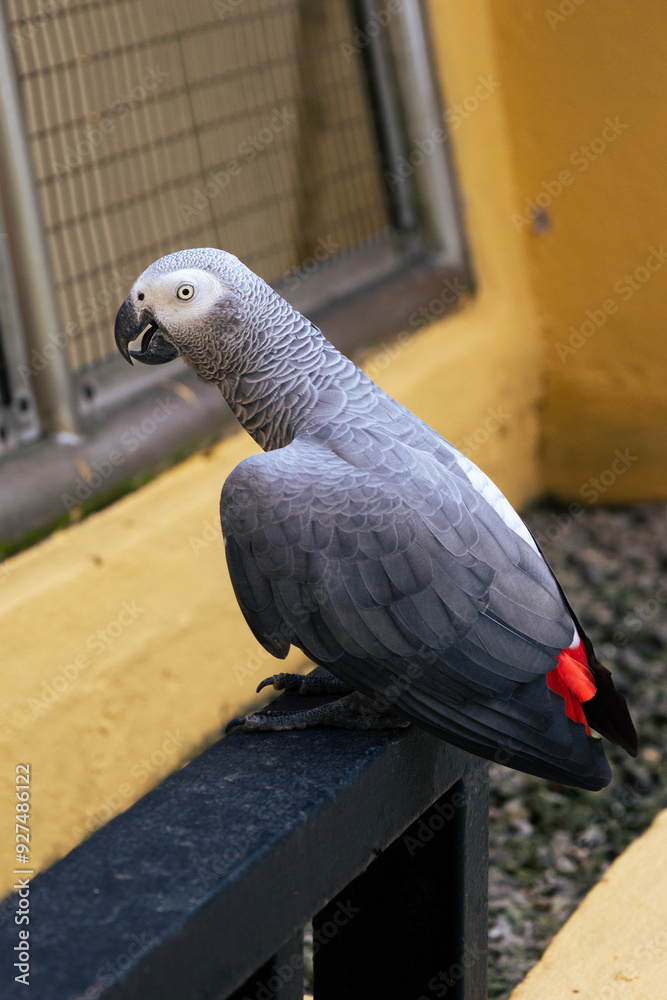 Fototapeta premium African Grey Parrot Psittacus erithacus in Birdpark