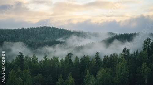 Tranquil Morning Scene with Low Clouds Hanging over Dense Forest Canopy