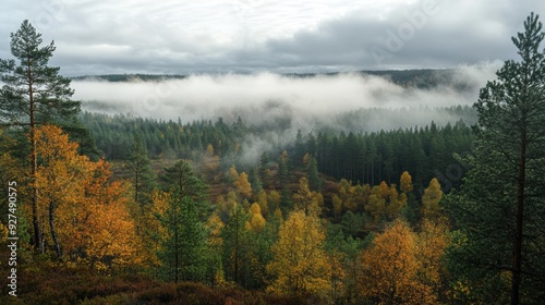 Serene Forest Morning with Misty Low Clouds - Peaceful Nature Scene in the Early Hours of Daylight