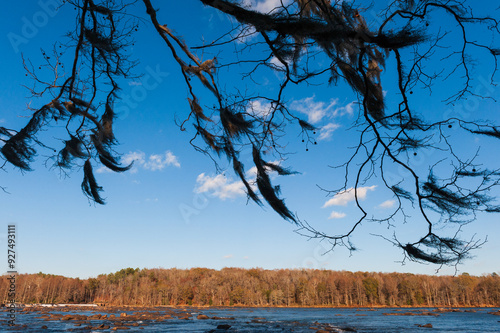 Spanish moss hanging in front of the Savannah River in Augusta, Georgia