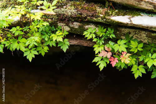 Yellowroot clings to the lip of a small cave along the Linville River, North Carolina