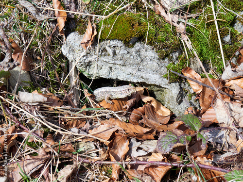 The sand lizard (Lacerta agilis) is a lacertid lizard photo