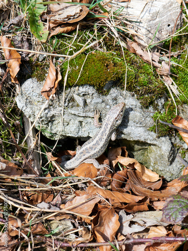 The sand lizard (Lacerta agilis) is a lacertid lizard photo