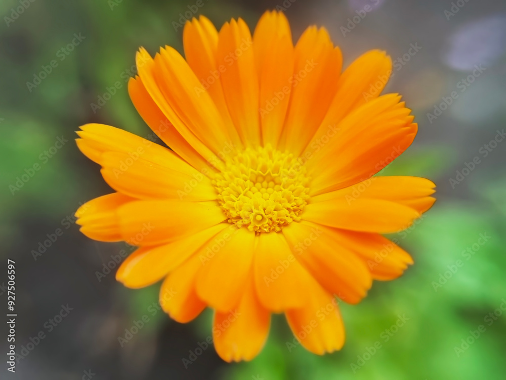 blooming medicinal plant calendula close up blooming medicinal plant calendula close up