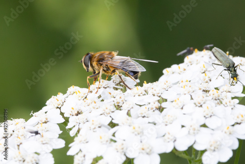 Close up Tapered dronefly, Eristalis pertinax, foraging on flower of Achillea millefolium, together with swollen-thighed beetle or , Oedemera nobilis, thick-legged flower beetle photo