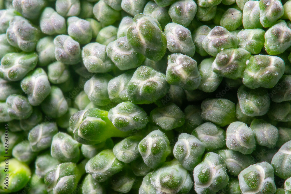 close up of broccoli close up of broccoli