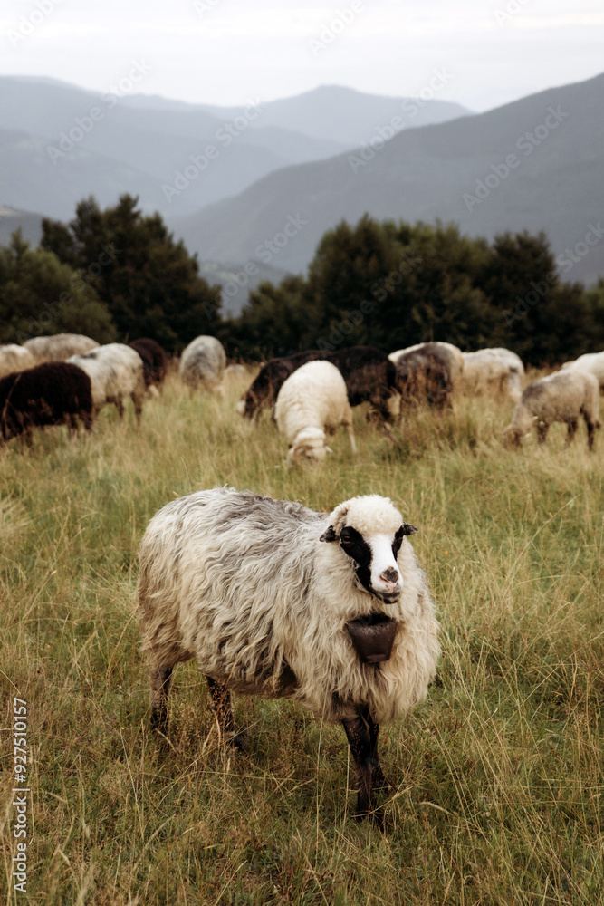Flock of Sheep Grazing on a Mountain Hillside Flock of Sheep Grazing on a Mountain Hillside