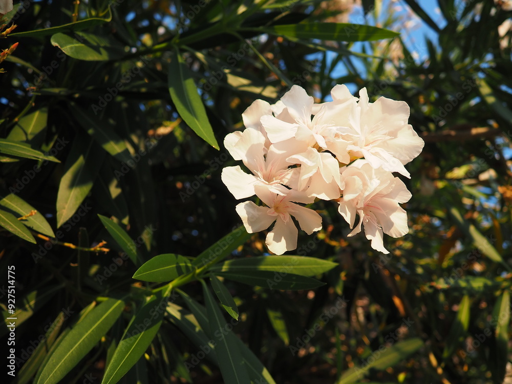 Obraz premium Nerium oleander, rosebay cultivated worldwide in temperate and subtropical areas as an ornamental and landscaping plant. Genus Nerium, Apocynoideae, Apocynaceae. Montenegro, Adriatic, Mediterranean