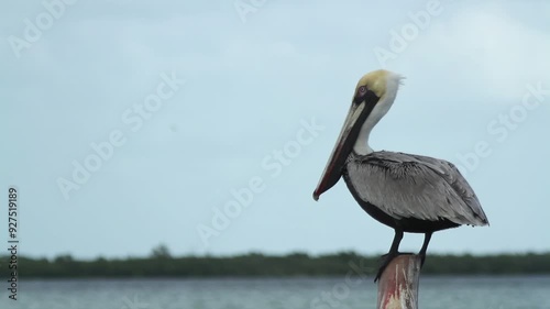 birds wildlife mexico