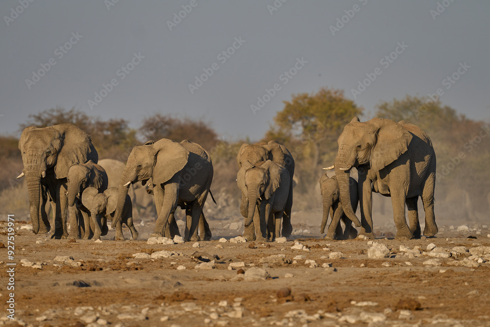 Obraz premium Herd of african elephant (Loxodonta africana) approaching a waterhole in Etosha National Park in Namibia