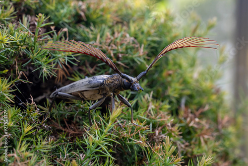 Cyriopalus wallacei or long horn beetle native to southeast asian tropical rainforest region for rare and exotic diversity insect and pest in nature photo