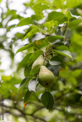 Green pear in the summer garden