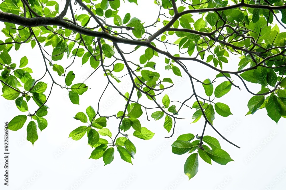 Green leaves of a tree branch against a white background.