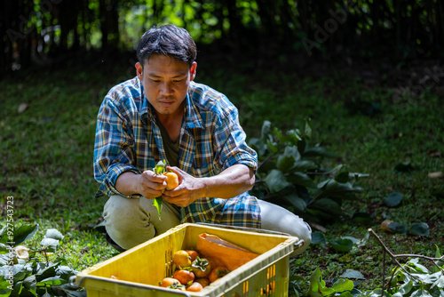 Quadro em tela Farmer is harvesting bunch of organics persimmon during autumn season in the cou
