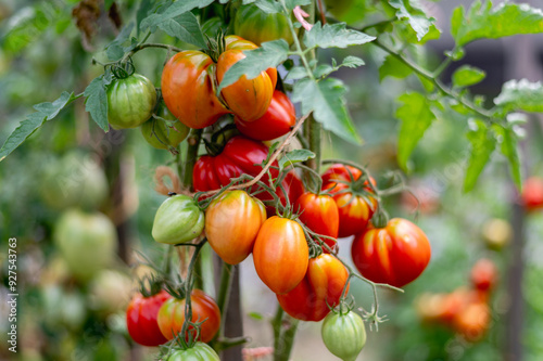 frische rote selbstgezogene Tomaten im Garten an einen Sonnigen Sommertag