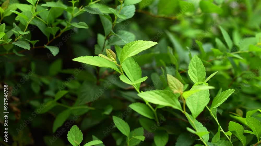 Green leaves close up.
green bush Green leaves close up.
green bush
