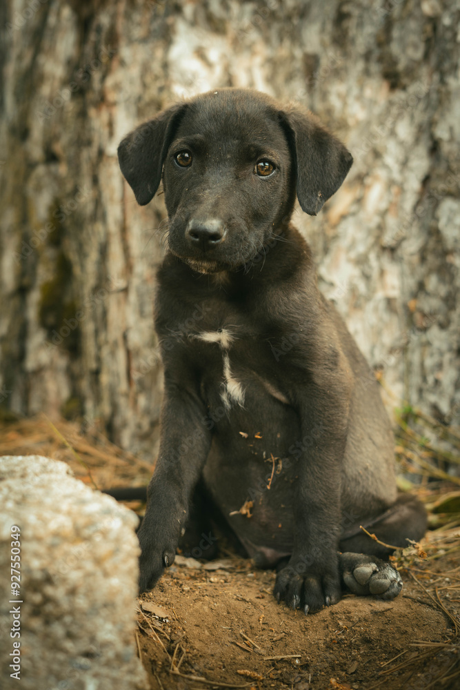 Cachorro negro sentado mirando a camara con arbol de fondo Cachorro negro sentado mirando a camara con arbol de fondo